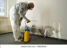 Best Black Mold Removal in USA